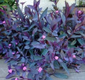 Purple Heart Wandering Jew Cuttings - 5 Pack (6 Inches) - Tradescantia