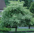 Washington Hawthorn Tree Live Plants 18-24 Inches Set of 2 Crataegus Phaenopyrum Bare Root Hardy Zones 5-9