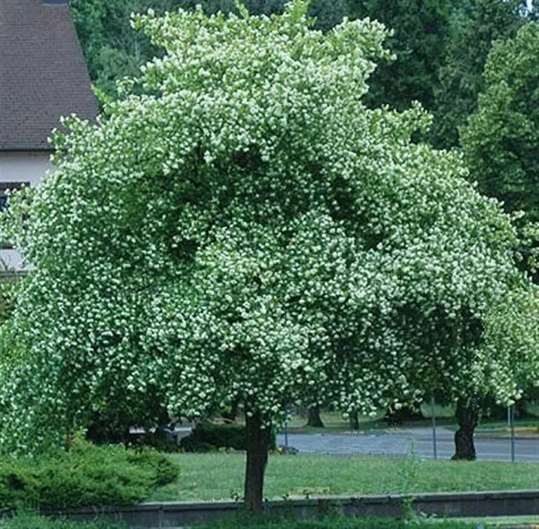 Washington Hawthorn Tree Live Plants 18-24 Inches Set of 2 Crataegus Phaenopyrum Bare Root Hardy Zones 5-9