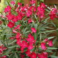 Oleander Seeds 50 Count Scarlet Red Nerium oleander