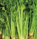 Celery Seeds - 2000+ Non-GMO Tall Utah Variety - Vegetable Garden - USA Seller - Free Shipping