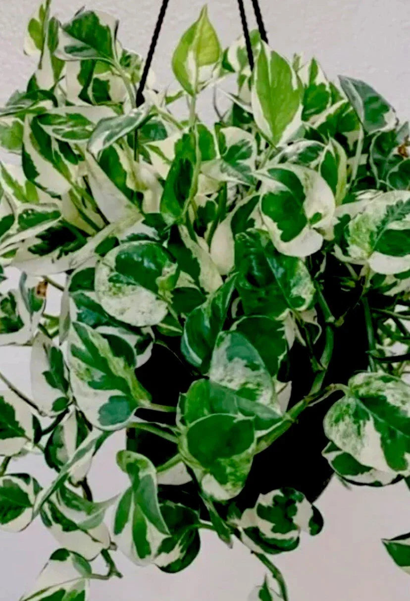 N'Joy Pothos Plant in 3 Inch Pot, Well Rooted, Epipremnum aureum, Indoor Houseplant, Low Light Tolerant