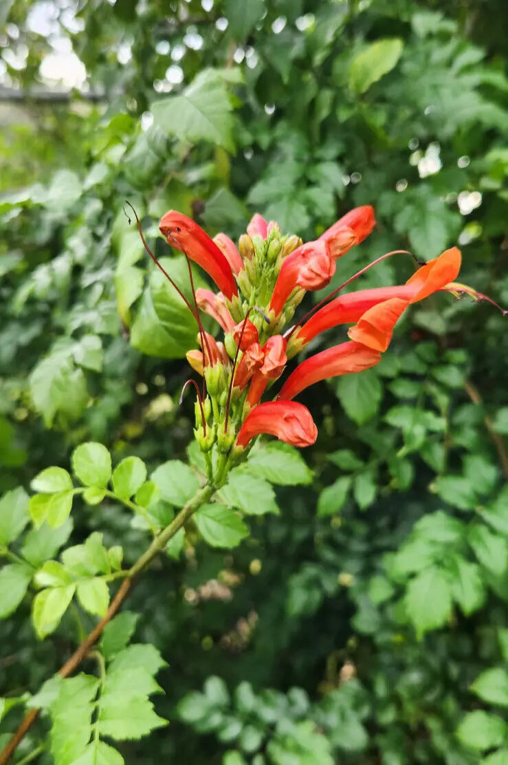Cape Honeysuckle Plant - 3 Gallon Pot - Orange Flowers - Attracts Butterflies & Hummingbirds - Tecomaria capensis