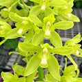 Orchid Plant Bulb Root 1 Flower Grammatophyllum Scriptum Citrinum Lemon Green Fragrant