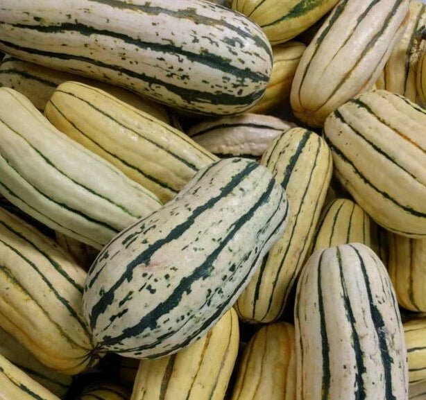 Delicata Squash Seeds - 20+ Winter Squash Seeds for Garden - Healthy Heirloom Variety - Cucurbita pepo