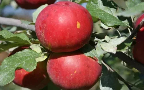 Novaspy Apple Seeds - 25+ Count - Garden Planting - Malus domestica - USA