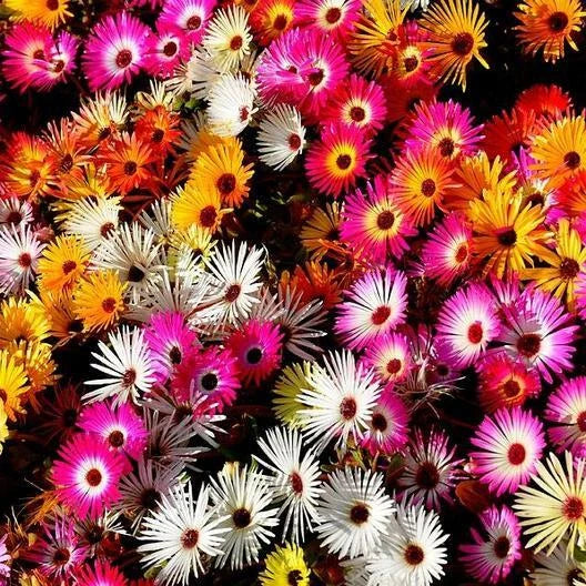 Daisy Ice Plant Livingstone Mix Dwarf Seeds - 2000 Pack - Drought Tolerant Groundcover - Perfect for Gardens and Landscaping