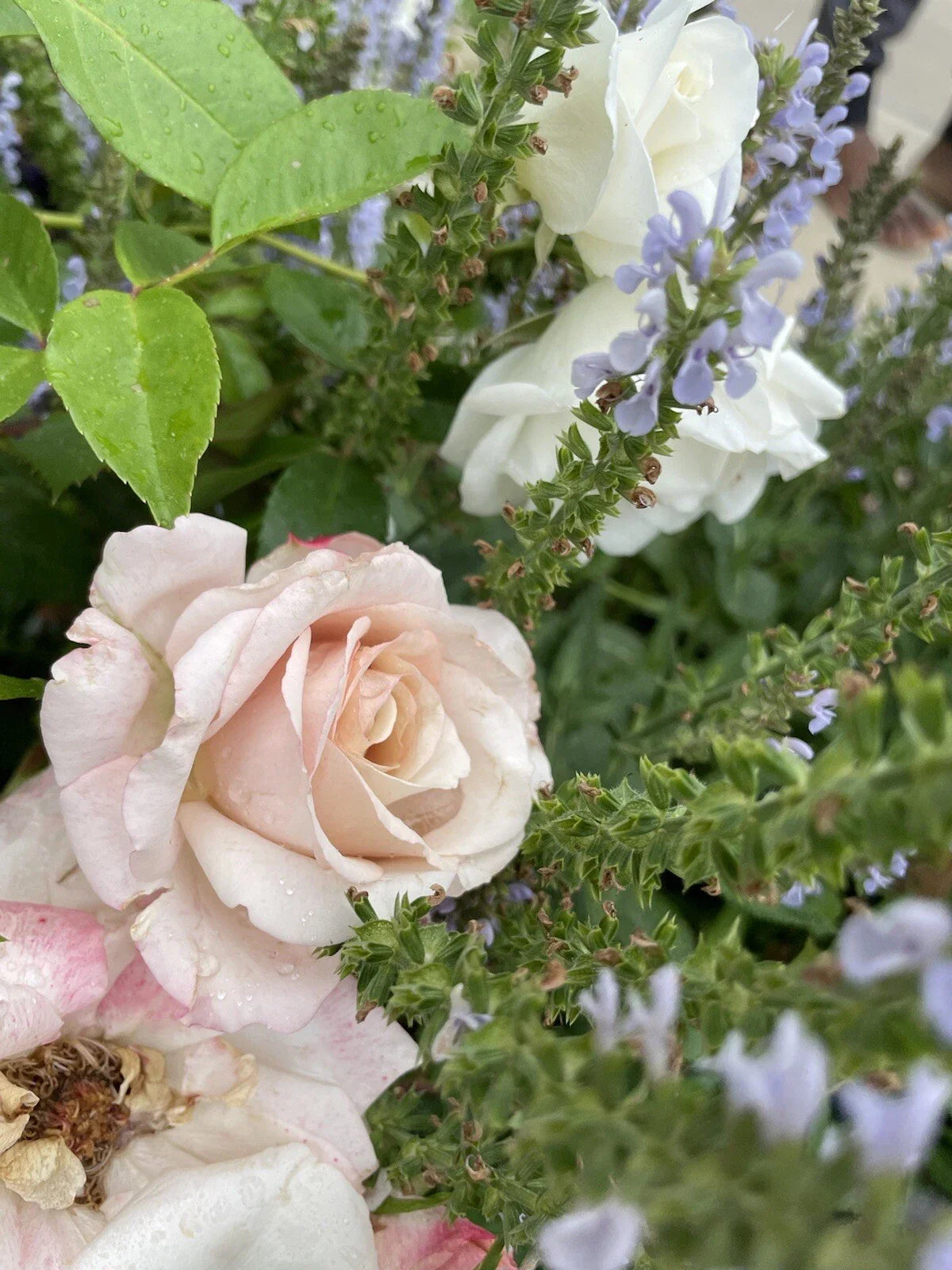 Parfuma First Crush Rose Plant Unrooted Cuttings 3 Fresh Cuttings 6” Long Rosa 'First Crush'