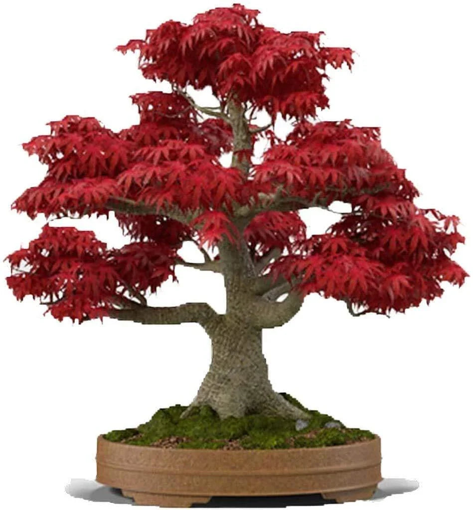 Bonsai Tree Seeds - 20+ Seeds - Japanese Red Maple - Acer palmatum - Perfect for Bonsai Cultivation