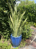 Sansevieria Snake Plant Starter Leaf Cuttings 8” - Mother-in-Law's Tongue (Sansevieria trifasciata)
