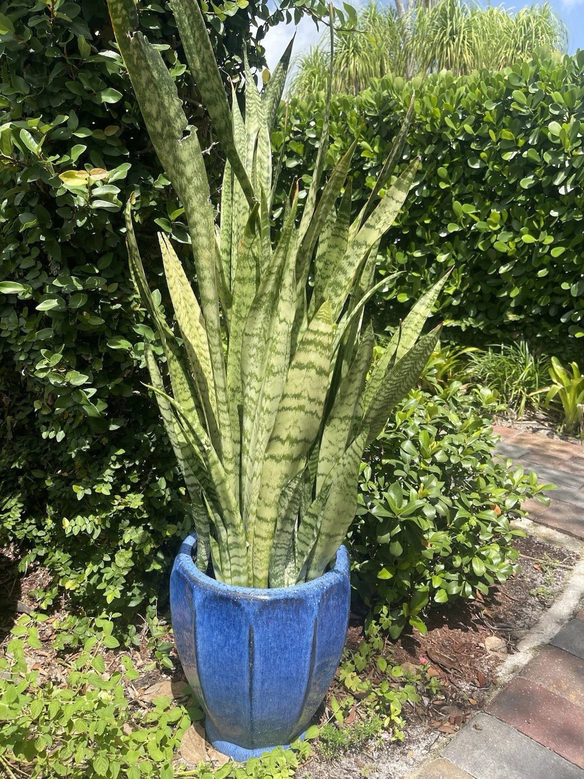 Sansevieria Snake Plant Starter Leaf Cuttings 8” - Mother-in-Law's Tongue (Sansevieria trifasciata)