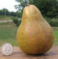 Warren Pear Tree Cuttings 6+3 Scions for Rooting Grafting - Delicious Fruit Variety