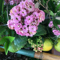 Kalanchoe Succulent Cuttings 3 Colors - Kalanchoe spp. Rooting Starter Plants