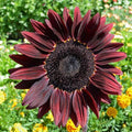 Chocolate Cherry Sunflower Seeds - 25+ Heirloom Organic NON-GMO - Rare Varietal - Helianthus annuus