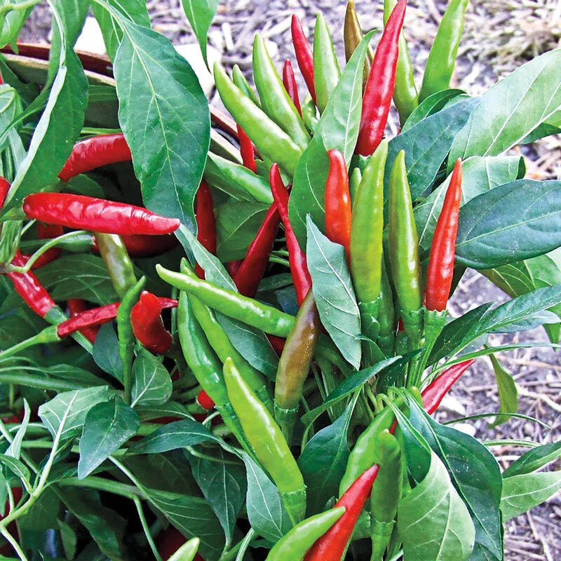 Thai Hot Pepper Seeds 20 Pack - Bright Red Heirloom Capsicum Annuum