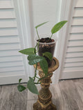 Cebu Blue Pothos Starter Plant - Fully Rooted 3.5" Pot - Epipremnum Pinnatum - Indoor Houseplant, Tropical Greenery