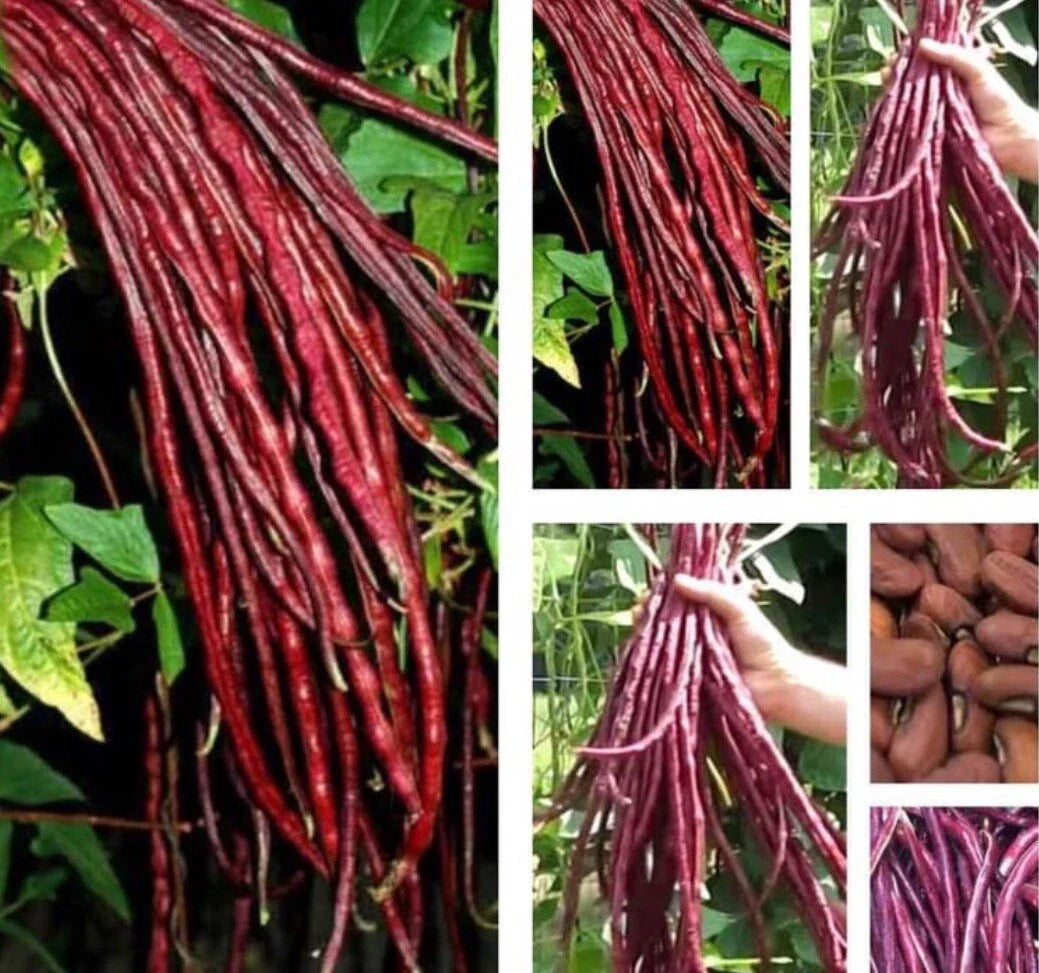 Red Yard Long Bean Seeds - 20+ Seeds - Asian Chinese Noodle Bean - Vigna unguiculata subsp. sesquipedalis
