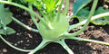 Early White Vienna Kohlrabi Seeds - 150 Count Heirloom Creamy Tender Microgreens - Brassica oleracea