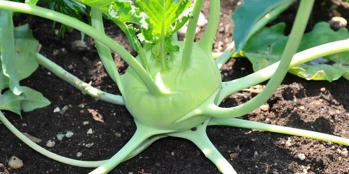 Early White Vienna Kohlrabi Seeds - 150 Count Heirloom Creamy Tender Microgreens - Brassica oleracea
