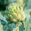 Green Globe Artichoke Seeds - Italian Green Variety - Cynara Scolymus - Ideal for 2025 Planting