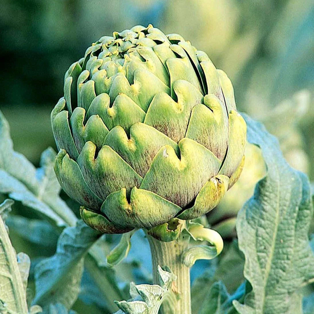 Green Globe Artichoke Seeds - Italian Green Variety - Cynara Scolymus - Ideal for 2025 Planting