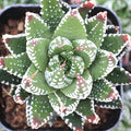 Haworthia Plant 2" Pot Zebrina Live Fully Rooted Succulent (Haworthia reinwardtii f. zebrina)