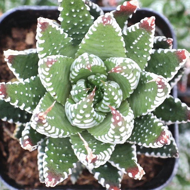 Haworthia Plant 2" Pot Zebrina Live Fully Rooted Succulent (Haworthia reinwardtii f. zebrina)