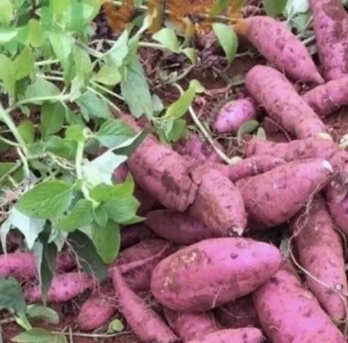 Cuban Sweet Potato Slips - 15 Cuttings - Ipomoea batatas - Organic Sweet Potato Varieties for Gardening