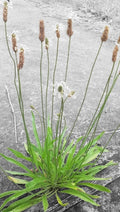 Organic Plantain Seeds - 100+ English Plantago Lanceolata - Medicinal Herb for Natural Remedies