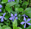 25 Vinca Minor Periwinkle Live Plants - Creeping Myrtle Ground Cover for CT Gardens