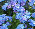 Blue Forget Me Not Seeds - 5,000+ Easy to Grow Wildflower Seeds - Myosotis spp.