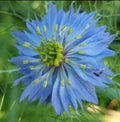 LOVE-IN-A-MIST Fresh Seeds (100+ Count) Heirloom Organic Nigella damascena, USA Grown