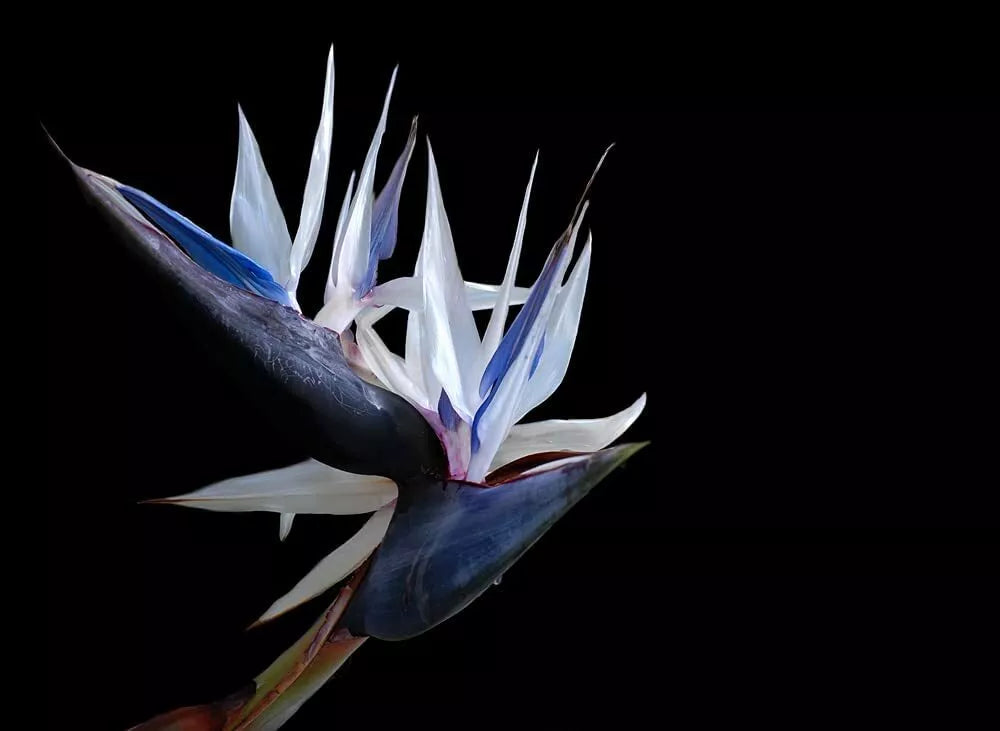 White Bird of Paradise Seeds - 5 Pack, Indoor Plant/Bonsai, Strelitzia Nicolai