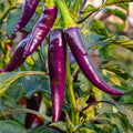 Purple Cayenne Pepper Seeds - Heirloom Organic Non-GMO - 100+ Fresh Seeds - Capsicum annuum