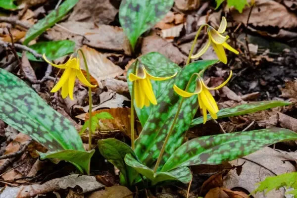 Wild Yellow Trout Lily Bulbs - 10 Bare Roots - Erythronium americanum