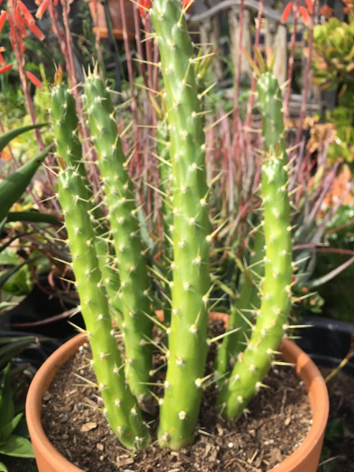 Opuntia Subulata Eve's Needle Cactus, 4-5" Tall, Succulent Plant, Indoor/Outdoor Decor