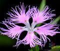 Fringed Pink Carnation Seeds - 200+ Count - Dianthus caryophyllus - Perfect for Garden Planting - USA
