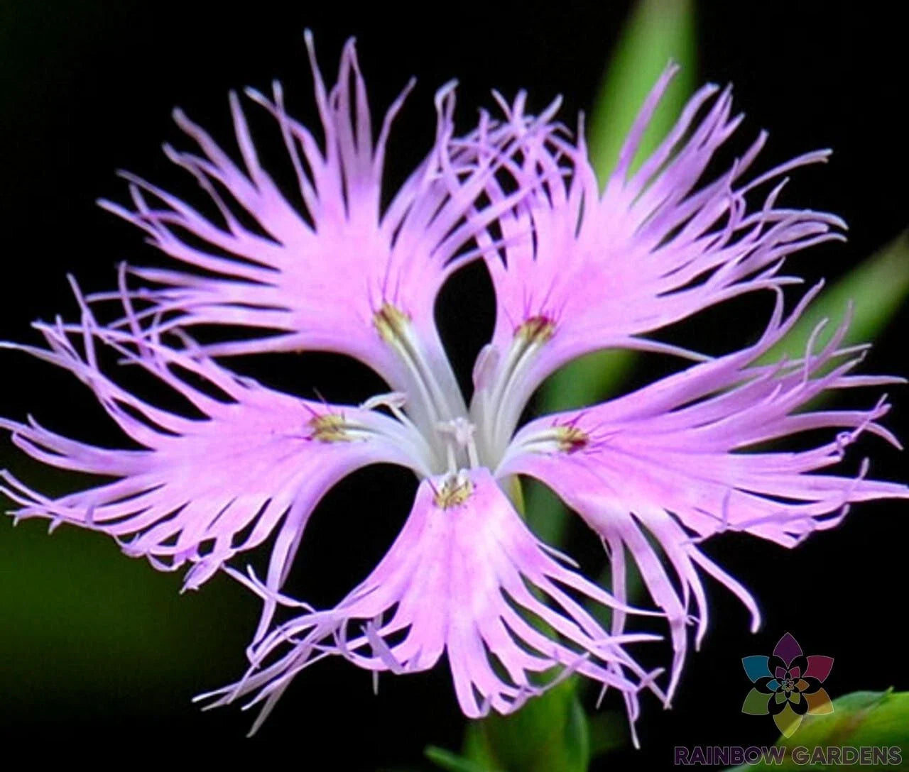 Fringed Pink Carnation Seeds - 200+ Count - Dianthus caryophyllus - Perfect for Garden Planting - USA