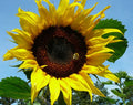 Black Russian Sunflower Seeds - 100 Fresh Seeds - Helianthus annuus for Garden Planting