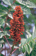 Smooth Sumac Seeds, 30 Count, Rhus Glabra, Drought-Tolerant Native Plant, Edible Berries, Ornamental Foliage