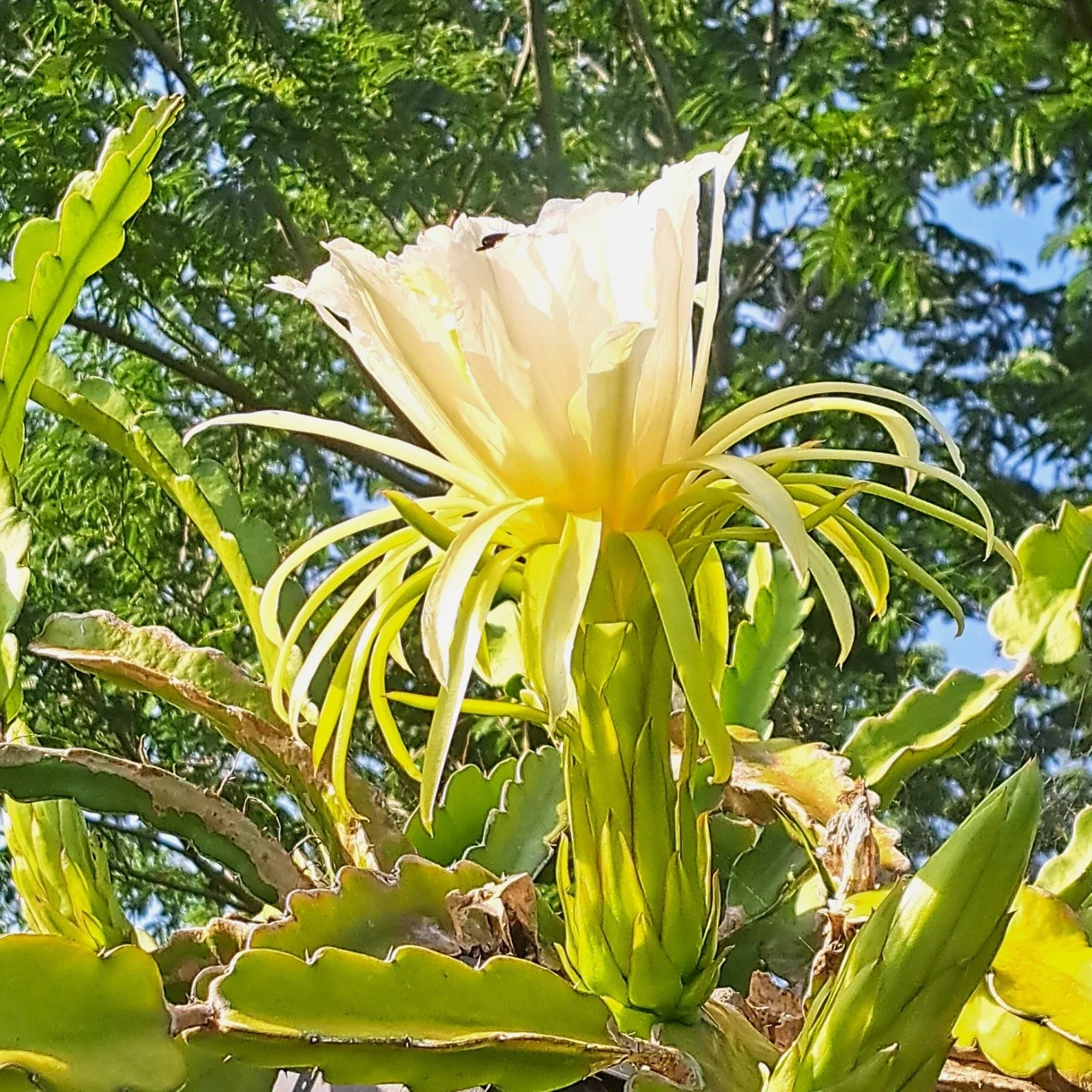 Dragon Fruit Rooted Cuttings - 6" Mystery Varieties - Hylocereus spp. - Live Plant for Home Garden or Indoor Growing