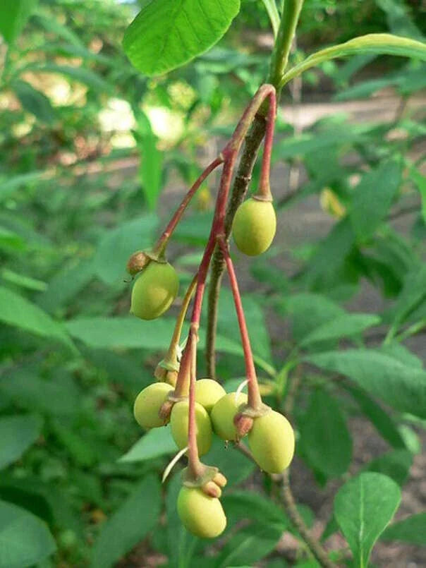 Indian Plum Tree Seeds (30 Seeds) - Oemleria cerasiformis - Native Fruit Seeds for Planting