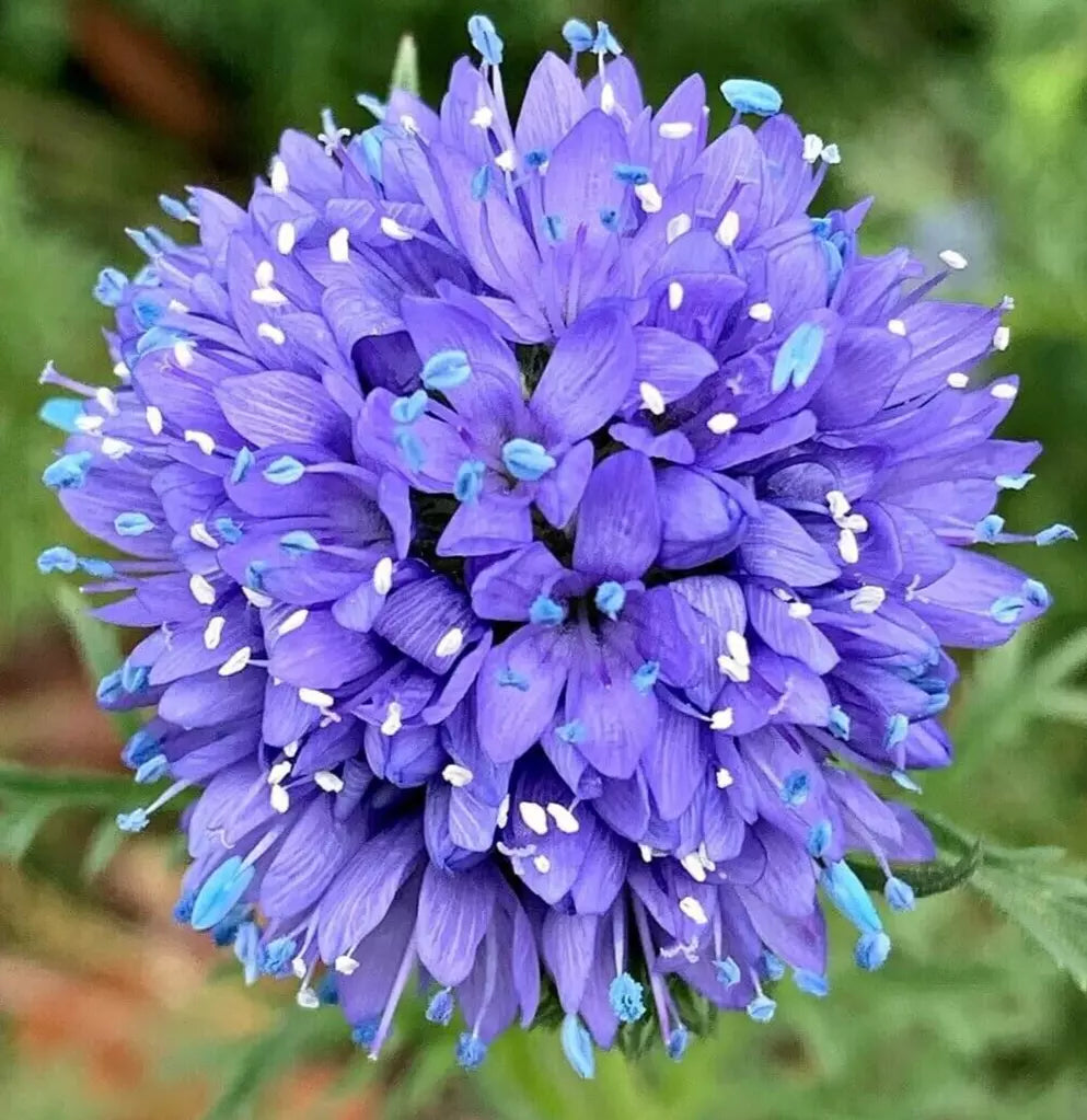 Globe Gilia Flower Seeds 500+ Gilia capitata Annual Flower Garden Seeds