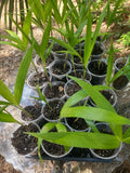 Germinated Rooted Christmas Palm Seedling 1 Live Plant Chamaedorea elegans SW Florida Grown