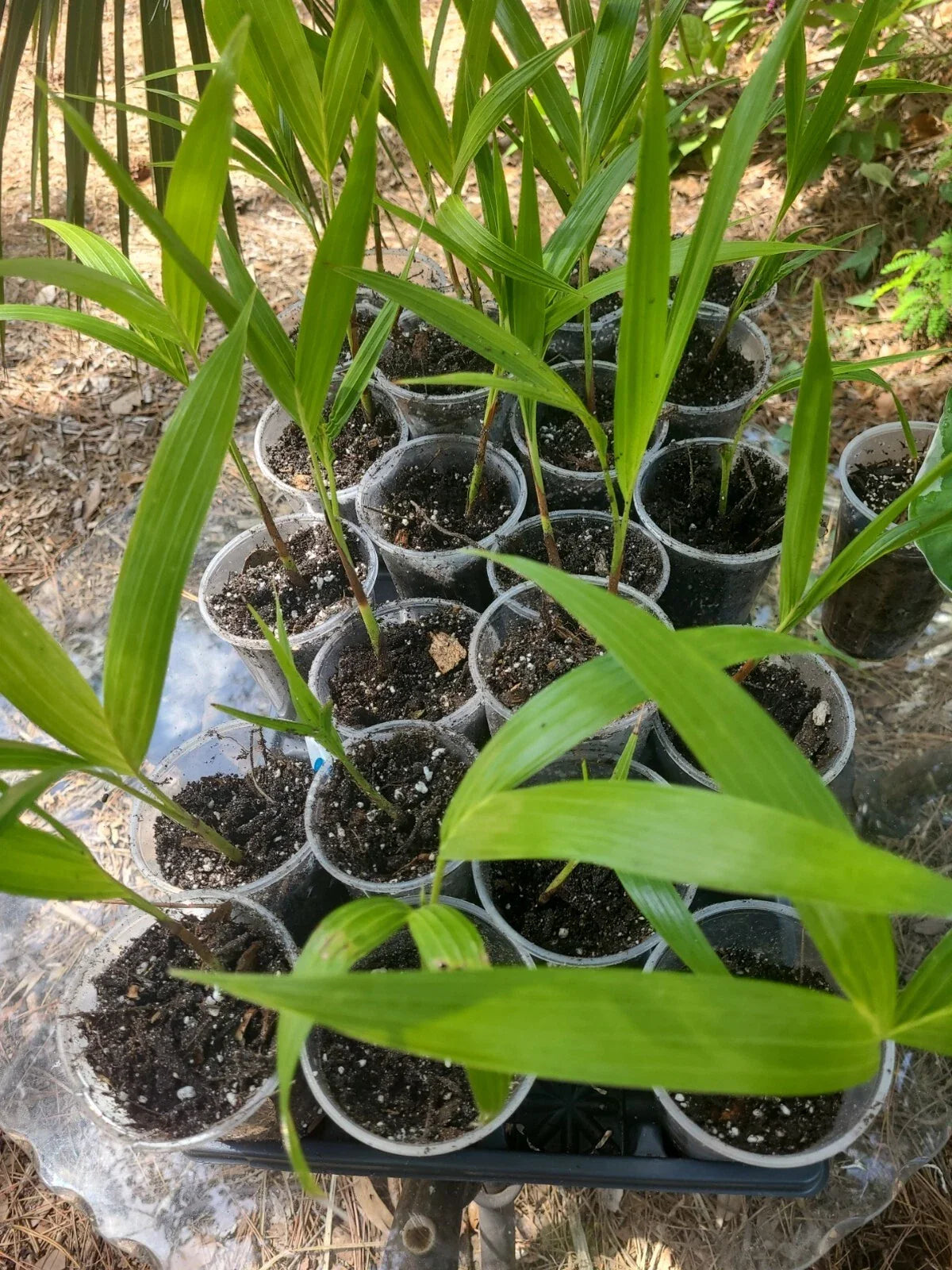 Germinated Rooted Christmas Palm Seedling 1 Live Plant Chamaedorea elegans SW Florida Grown