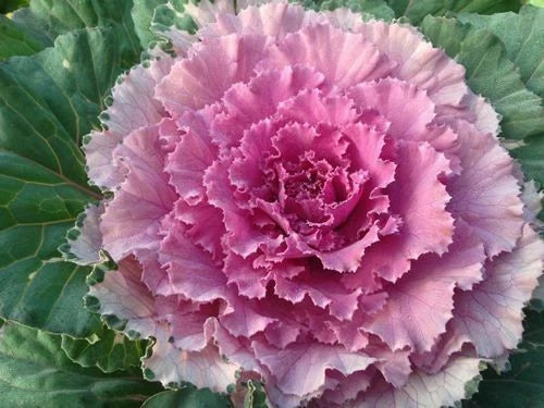 Ornamental Cabbage Seeds - Osaka Pink - 40 Fresh Seeds - Brassica oleracea