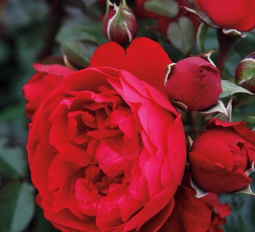 Florentina Rose Cuttings 3-Pack for Rooting/Grafting - Rosa 'Florentina'