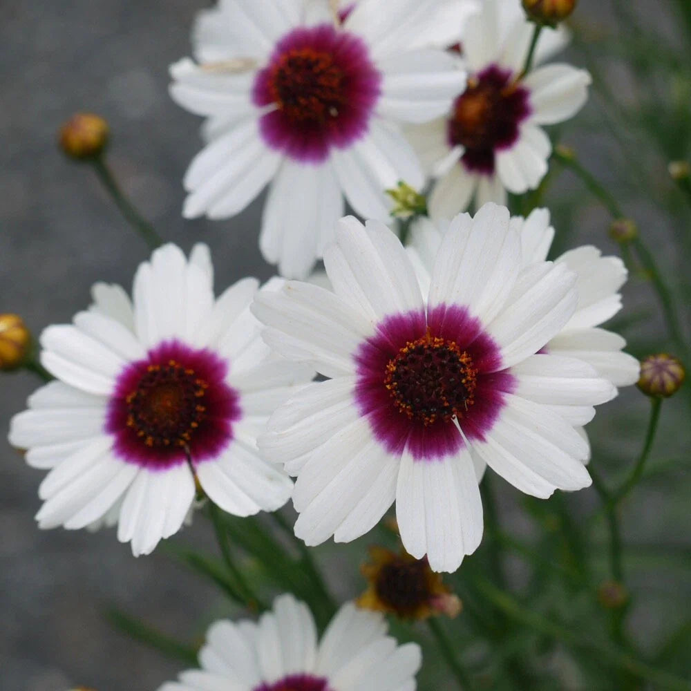 Coreopsis ‘Ice Wine’ Live Starter Plant - Perennial Flower - Hardy Yellow Blooms - Coreopsis verticillata