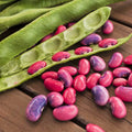 Scarlet Runner Bean Seeds | Magic Beans Red Flower Vining Plant Seeds | Phaseolus coccineus | 2025 Harvest