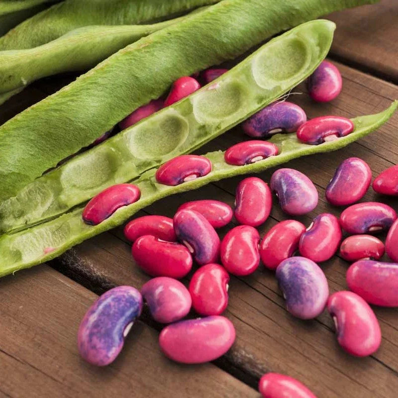 Scarlet Runner Bean Seeds | Magic Beans Red Flower Vining Plant Seeds | Phaseolus coccineus | 2025 Harvest